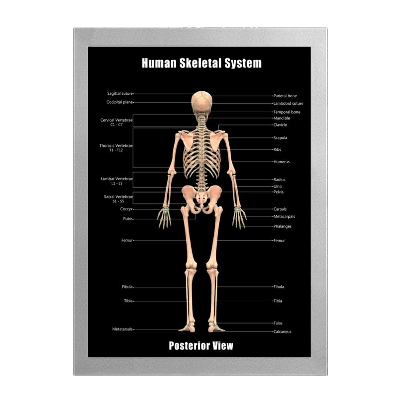 Image of Taanfu Body Educational Learning Posters - Skeletal & Digestive System Anatomy Art, Small Intestine & Villi Wall Art