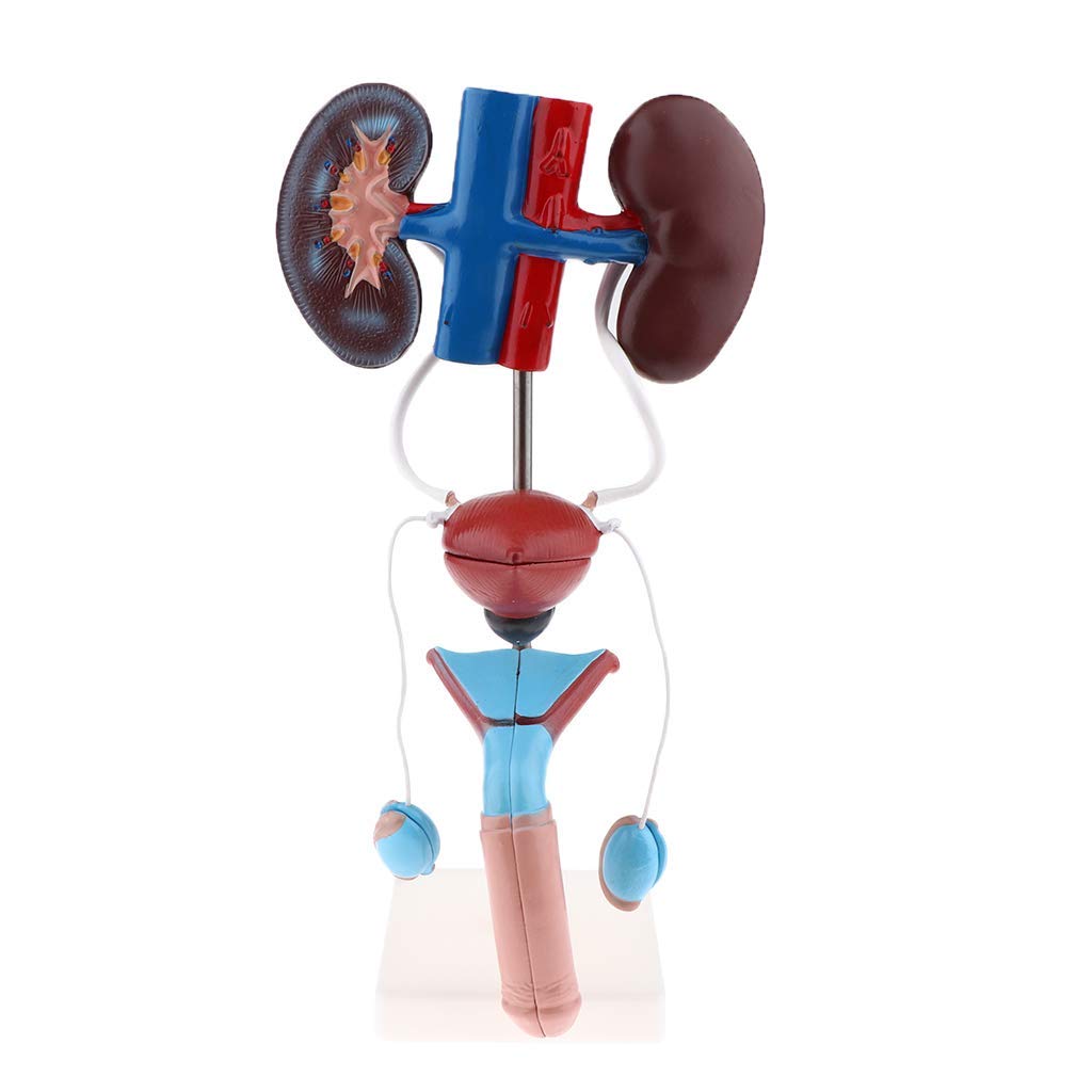 Professionelle Männliches Urogenital System Anatomisches Modell für Anatomie Lehrmittel Laborbedarf