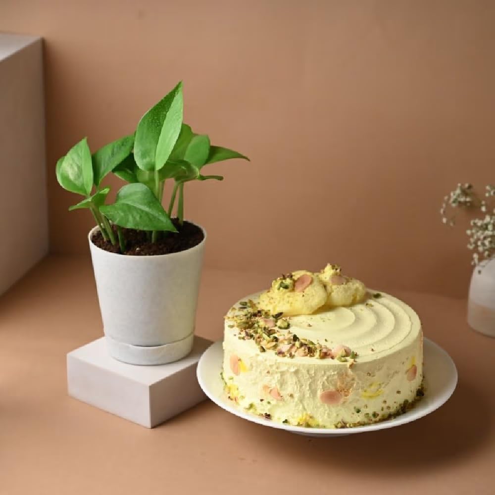 FlowerAura Fresh 500g Rasmalai Cake With Air Purifying Live Green Money Plant For Valentine's Day Gift, Birthday Gift, Anniversary Gift, Mother's Day Gift, Women's Day Gift (Same Day Delivery)-image-41