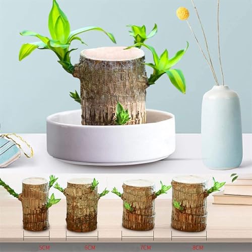 Planta de madeira brasileira, planta de madeira da sorte fácil de cultivar, fácil de cuidar para mad