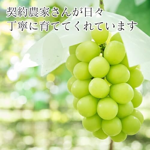 みさわのやさい シャインマスカット の商品画像 6