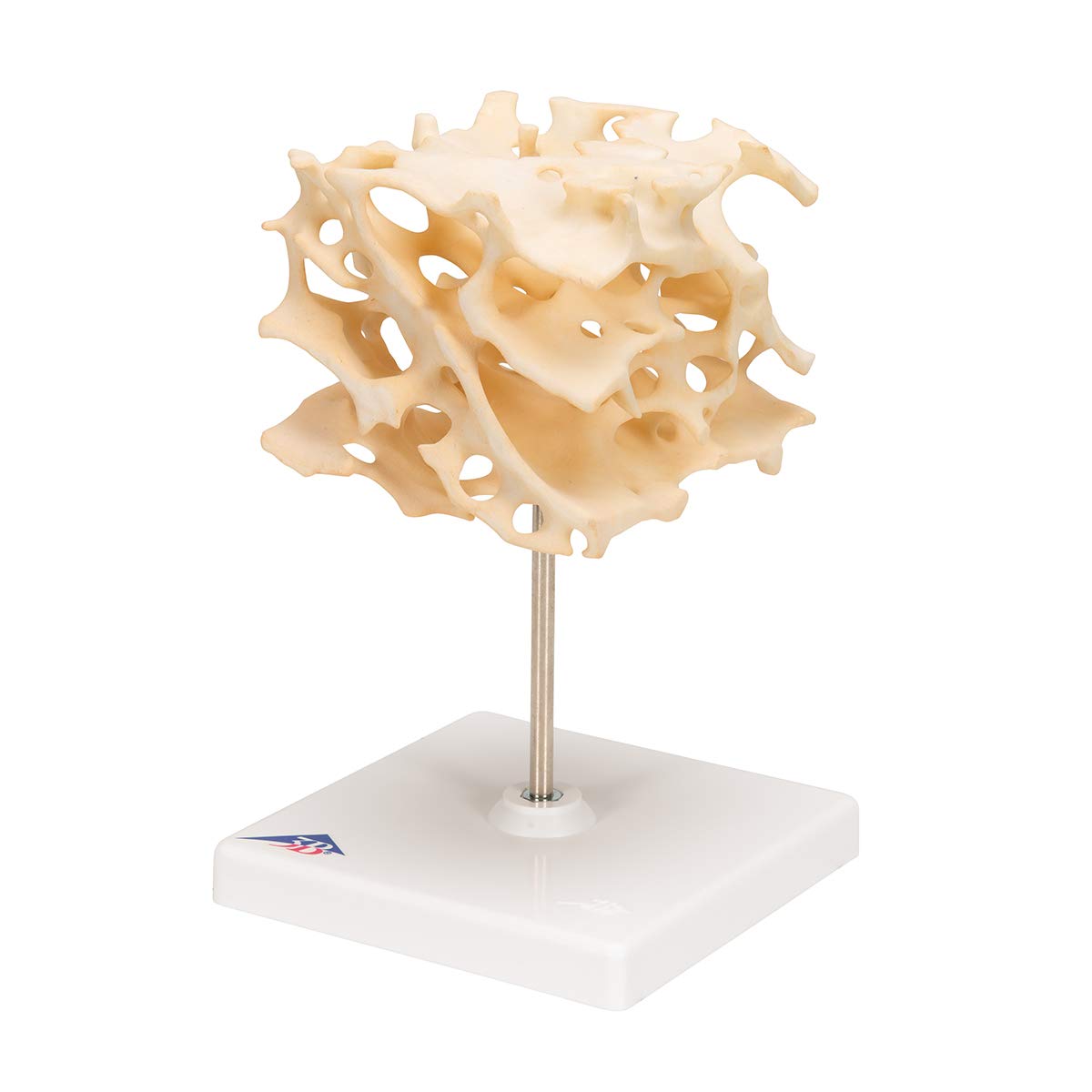 3B Scientific A99 Cancellous Bone (Trabecular/Spongy Bone) - 3B Smart Anatomy