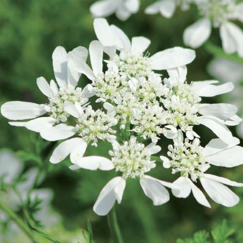 オルレア オルレイヤ 3 5号ポット 12株セット 刺繍のレースのような白い花 オルレア オルレイヤ 3 5号ポット 12株セット 刺繍のレースのような白い花