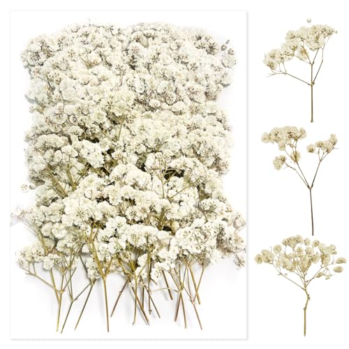 100 Piezas Paniculata Preservada (Blanco) - Flores Secas Pequeñas Naturales para Joyería de Resina y Bricolaje