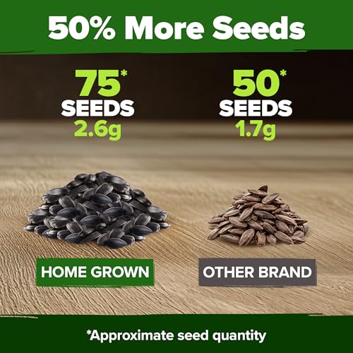 Image of HOME GROWN Chocolate Cherry Sunflower Seeds 75 Heirloom Seeds for Planting Burgundy Sunflowers Tall Flower for Garden, Pollinators, Butterflies (Helianthus annuus)
