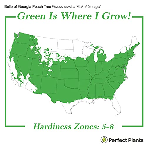 Perfect Plants Belle Of Georgia White Peach Tree 4-5Ft. Tall | Large Fruit | Heavy Producer | Self Fertile #TOP2