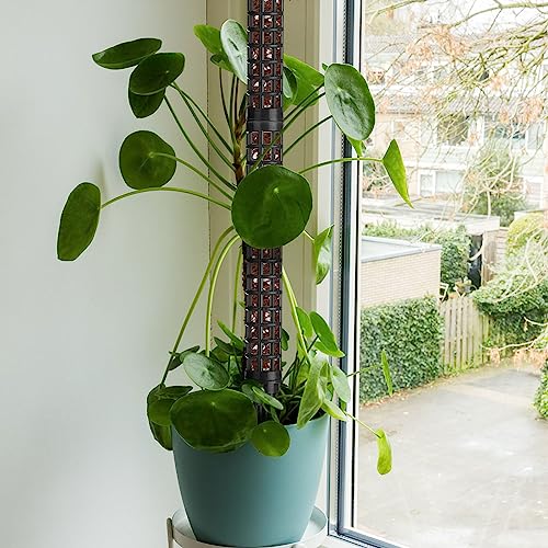 Comparativas de Donde venden tierra para plantas para comprar online. 15 Imagen adicional