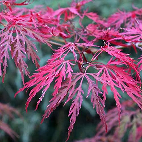 Qauzuy Garden 10 Seeds Laceleaf Weeping Japanese Maple Seeds Laceleaf Maple Tree - Colorful & Attractive Plant For Garden Homes- Easy Grow & Maintain #TOP1