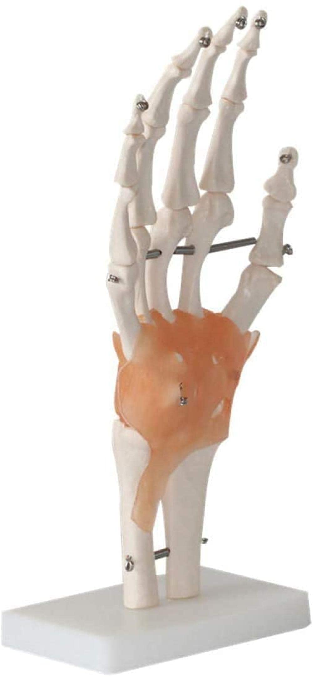 Modello Tronco Scheletrico, Modello Anatomico, Modello Umano, Anatomia Articolare E Manuale, Legamenti, Educat Medical