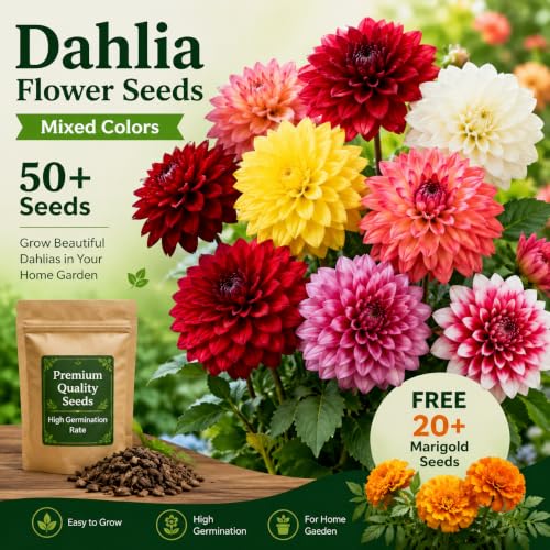 Image of Dahlia Flower Seeds Mixed Colors 50+ Seeds with Free 20+ Marigold Seeds