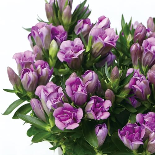 花苗 りんどう リンドウ りんどうあしろブーケ ロゼ １株 国華園のサムネイル