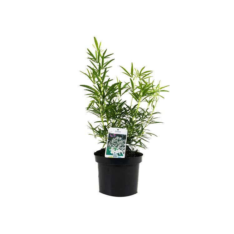 Oranger du Mexique 'Aztec Pearl' – Choisya 'Aztec Pearl' 40-50 cm pot | Arbuste persistant, fleurs blanches parfumées, idéal haie & terrasse
