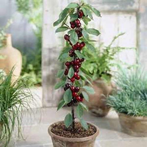 NORME New 500/bag Giant Cherry Seeds, Rare, Big as a Peach, L