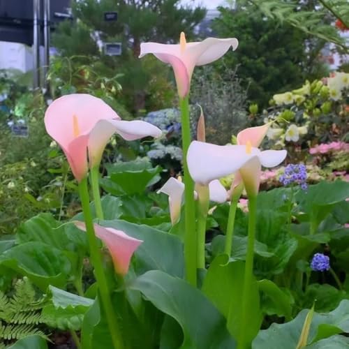 3zwiebeln calla deko, wildblumen balkonblumen calla lilien, gartendeko für...
