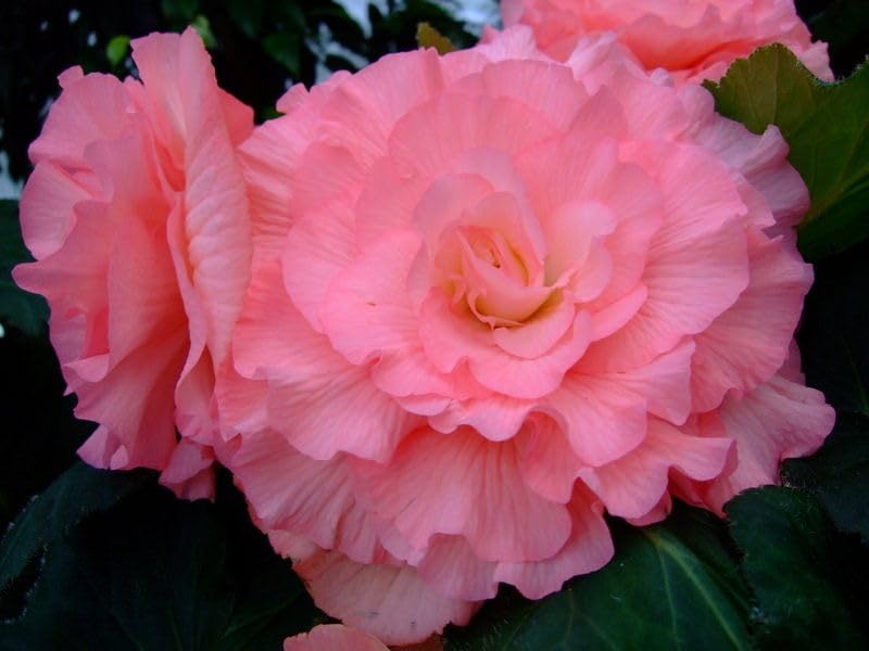 Imported Double Begonia Flower Bulbs for Home and Gardening Pack of 1 Bulbs SOFT PINK-image-14