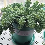 sukkulentensamen für balkon - mehrjährig winterhart bodendecker 10pcs