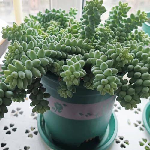 sukkulentensamen für balkon - mehrjährig winterhart bodendecker 10pcs