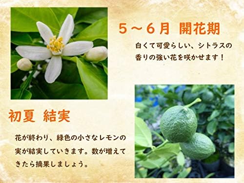 Amazon とにかく根がガッチリ レモン 苗 レモンの木 とげなしレモン 13 5cm 4 5号 ポット 樹高約40 50cm 接ぎ木1年生苗 トゲナシレモン 棘なしレモン 果物 Amazon とにかく根がガッチリ レモン 苗 レモンの木 とげなしレモン 13 5cm 4 5号 ポット 樹高約40 50cm 接ぎ木1年生苗 トゲナシレモン 棘なしレモン 果物