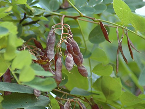 Treesagain Lot Of 3 Black Locust Trees - Robinia Pseudoacacia - Starter Plugs (See State Restrictions) #TOP2
