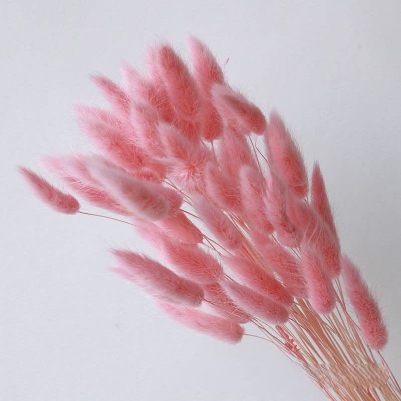 Home Decoration Lagurus Ovatus Rabbit Tail Dried Flowers, Real Flower, Eternal Flower Dried Grass,Flower Bouquet, Natural Material Shooting Props Dried Flowers 60PCS (pink)