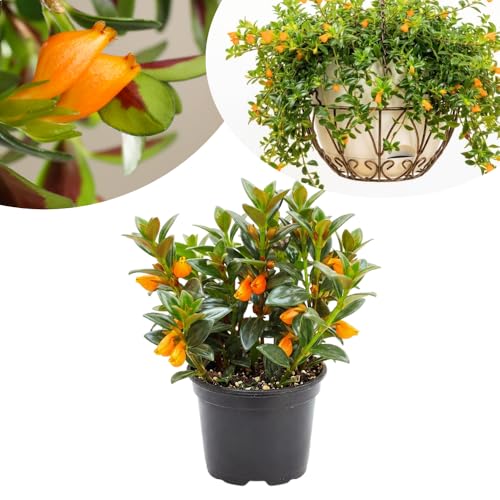 Goldfish Plants Live in 4 Inches Pot Orange Goldfish Flower Plant Live Houseplants Succulent for Hanging Basket Well Rooted 4-7 Inches Tall