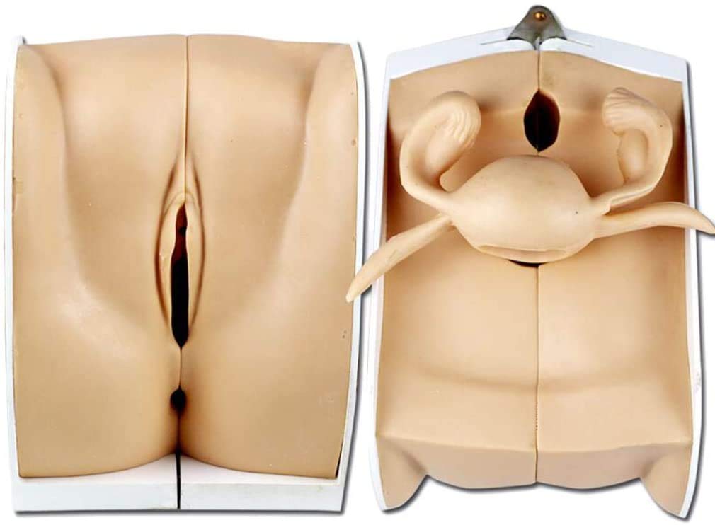 Genitale Modello Anatomico - Femmina Contraccezione Guida Template - per L'Insegnamento Aiuta Anatomia Umana Educazione Pianificazione Familiare
