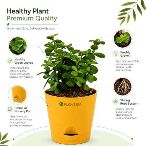Image of Jade Plant with Pot | Live Jade Plant for Home Decor | Indoor Plant for Home & Office Desk | Lucky Zed Plant | Air Purifying Table Plant Gift