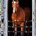 tinkare Stall Guard for Horse Stable Gate with Adjustable Straps and 2