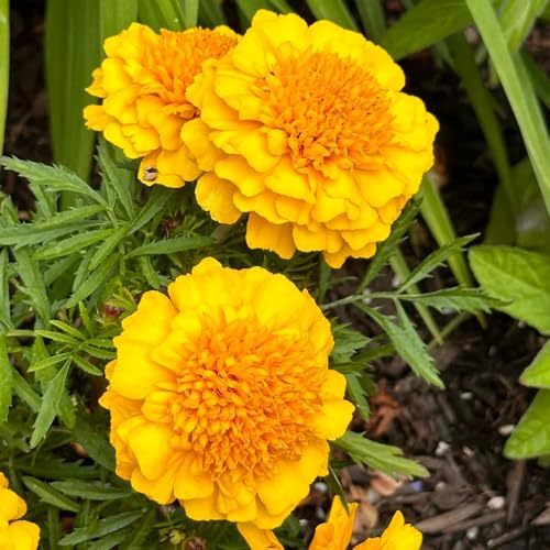 Semillas de caléndula, resistentes para el jardín semillas de interior semillas de silvestres Decoración de jardín para exteriores 100pcs