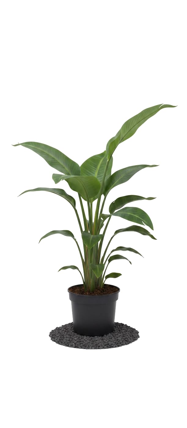 Strelitzia Nicolai | Strelitzia Gigante | Planta Viva DECOALIVE | Maceta 17 cm | Altura 60-65 cm | Estilo Tropical