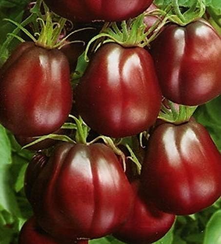 Semillas Trufa Negra Tomate Japonés Indeterminado No GMO Heirloom