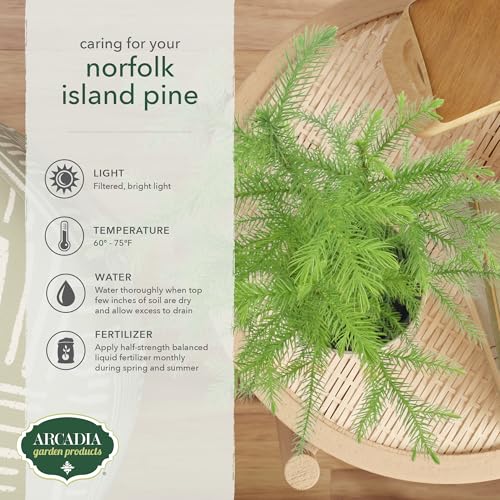 Image of Arcadia Garden Products LV111B Live Norfolk Island Pine Evergreen Tree Indoor Houseplant in Plastic Pot, Tropical Plant Collector Gift for Home and Garden Decor, 4-inch, Beige