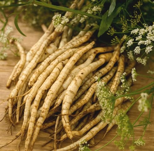 Fresh 100Pcs White Skirret Plant Seeds