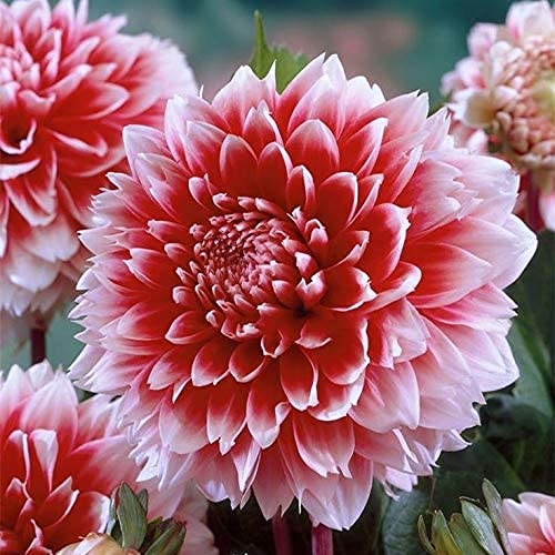 SRI SAI FORESTRY Dahila Seed Flower Mixed Color Plant Seeds for Home Garden - Pack of 100 (B0BG6B71FD) Amazon Price History, Amazon Price Tracker