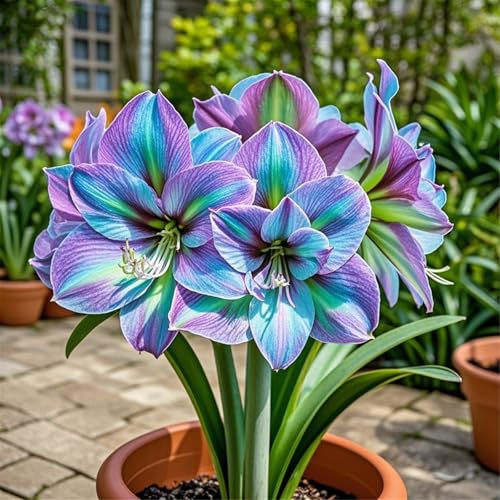 Amaryllis selezionata bulbi/perenne,resistenti,adatte per la decorazione di giardini e balconi/belle/adatte come regali per le feste-1Rizomi-A