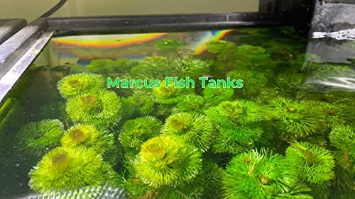 Marcus Fish Tanks Cabomba Caroliniana Live Aquarium Plants - 3 Pack