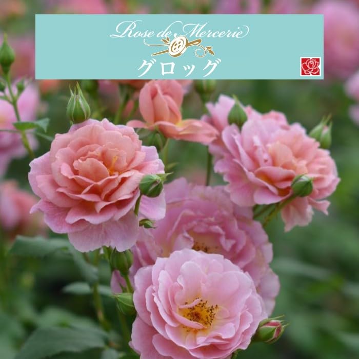 Amazon.co.jp: [ グロッグ バラ 新苗 4号鉢 ]バラ苗 鉢植え 薔薇 ばら