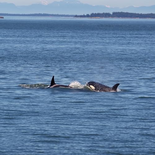 Great White Sharks &hellip; For Dinner cover art