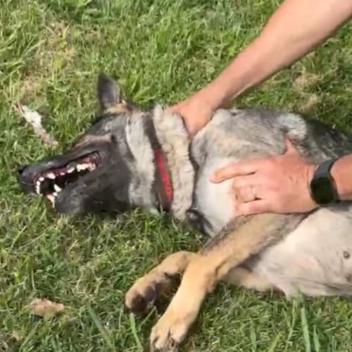 Emergencia! repentinamente mi perro se comporta en forma extraña: Qué hago?