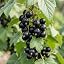 Blackcurrant Collection