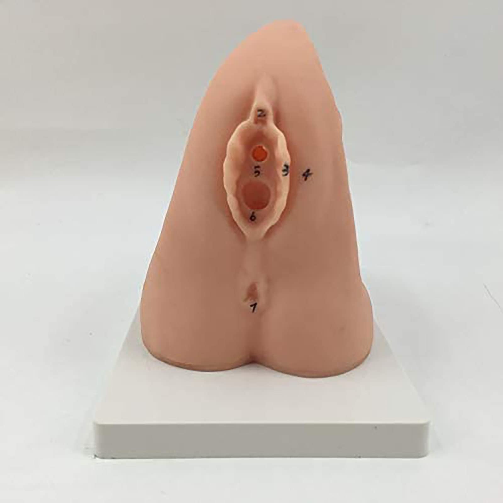 Modèle de cathétérisme, modèle de Formation à la Pratique médicale, modèle de cathétérisme Interne et Externe féminin - Modèle d'enseignement de Mannequin en PVC -
