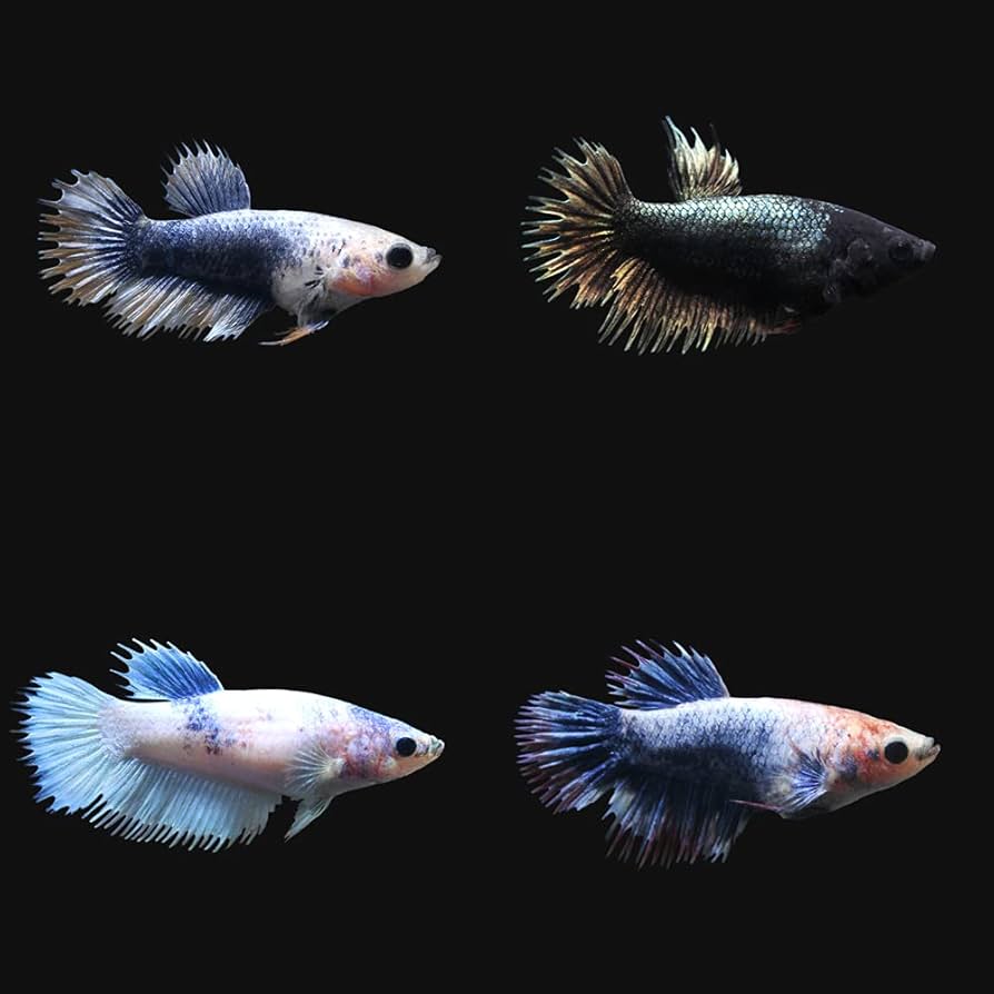 Amazon | （熱帯魚）ベタ・クラウンテール 色指定なし（メス）（1匹