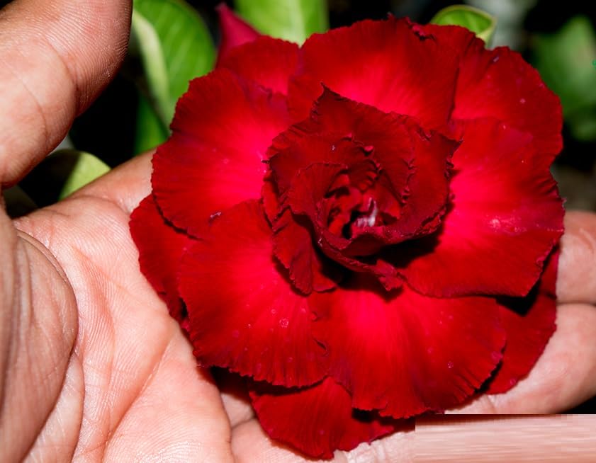 Green view® " Bonsai Live Plant Desert Rose Adenium (Red Colour) Flower- 1 Healthy Live Decorative Flowering Plant' 1 Ft Height in Nursery Grow Bag for Home Garden-image-20