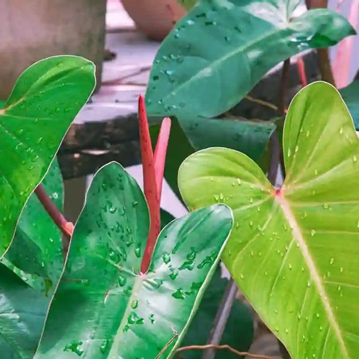 LittleJungle Philodendron Red Emerald-Live Plant with 5.5 Inches White Decor Pot | Indoor Plant For Home | Office Desk | Live Plants Indoor | Air Purifying Plant | Live Plant With Pot For Home Decor |