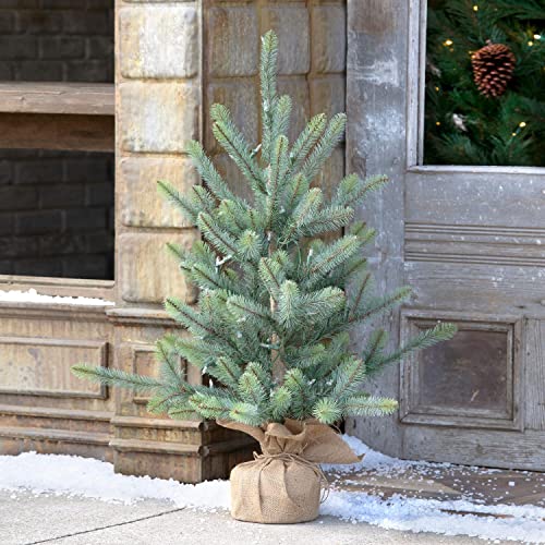 Park Hill Burlap Blue Spruce Seedling with LED Lights 36