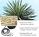 Sisalseil für Kratzbaum, 8mm X 60m Natur Sisal Seil für Katzen, Katzenseil Sisal Schnur für Katzenschleifklauenspielzeugen Gartendekoration Basteln Katzen Zubehör DIY Haushalt Dekoration
