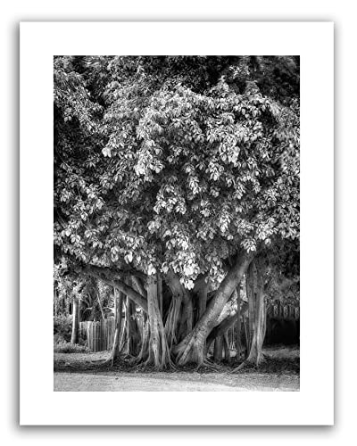 Affiche fine art Love Tree poster photo numéroté de prestige