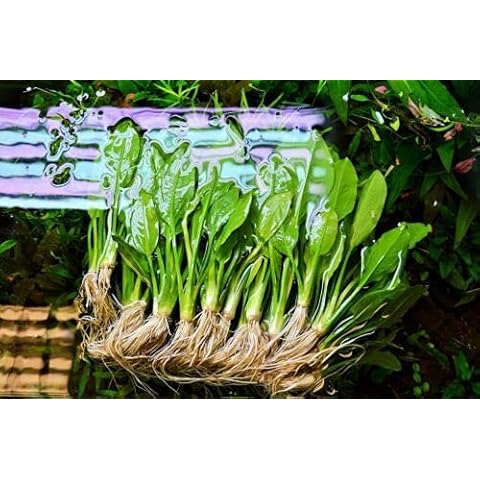 Amazon Sword X 10 Easy Care Plants Cover