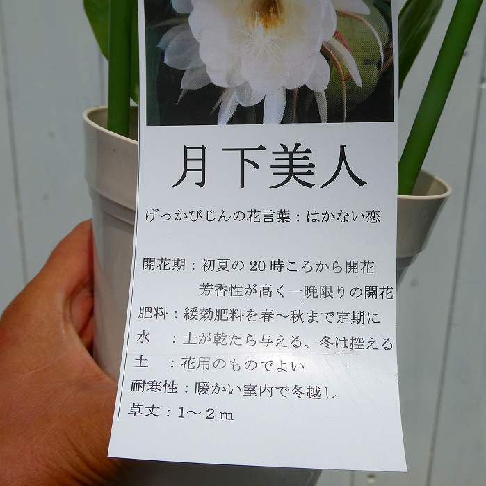 Amazon.co.jp: 月下美人 苗 4号鉢 孔雀サボテン 白花 多肉植物250722