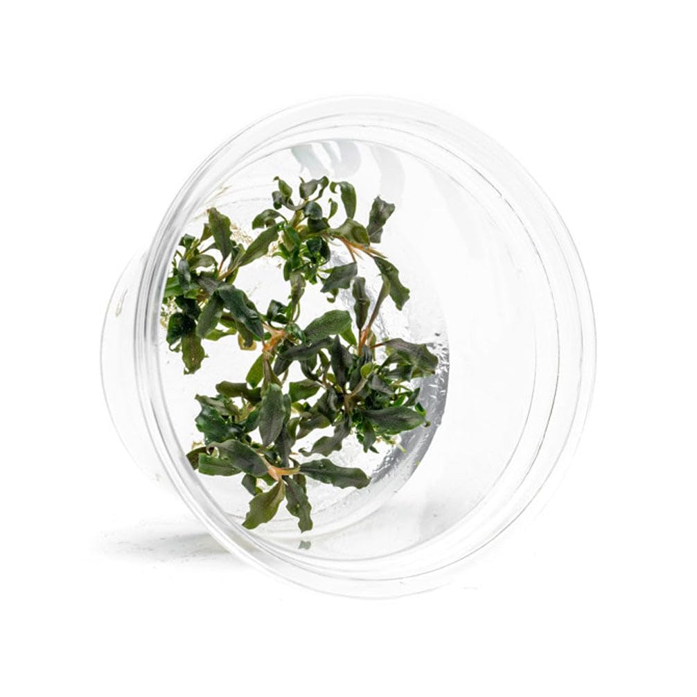 UNS Bucephalandra Kedagang Japan